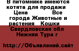 В питомнике имеются котята для продажи › Цена ­ 30 000 - Все города Животные и растения » Кошки   . Свердловская обл.,Нижняя Тура г.